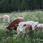 Kolin Mattila B&B *