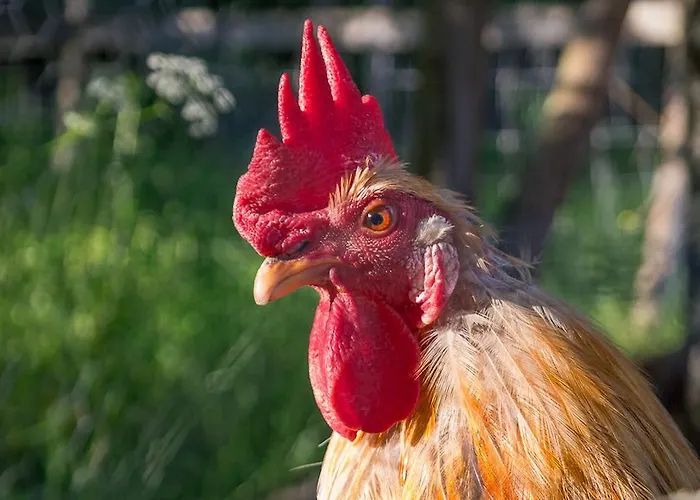 住宿加早餐酒店 Kolin Mattila Kolinkylä